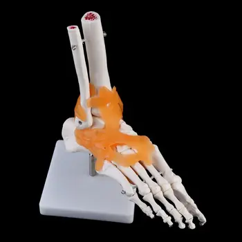 1: 1 Emberi csontváz Emberi modell Ízületi anatómia Bokaszalag anatómiailag Oktatási erőforrás eszköz Dropshipping