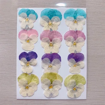 120db préselt szárított Macaron Árvácska Viola Tricolor L. Virágnövények Herbárium ékszerekhez képeslap könyvjelző telefontok készítése